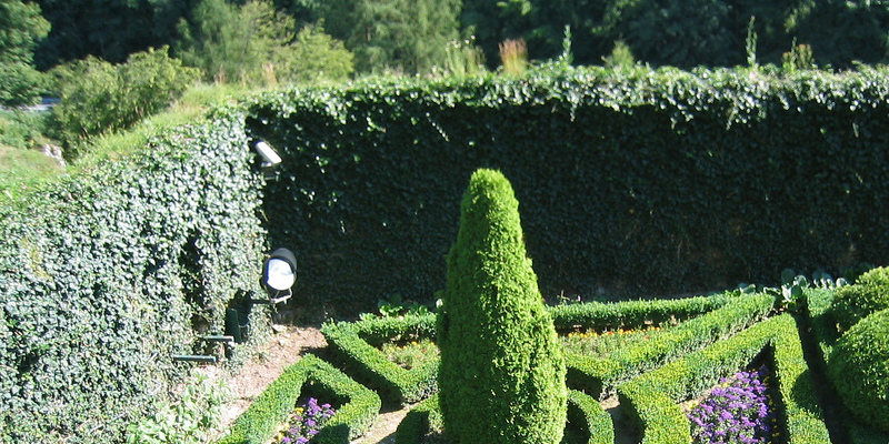 The best way to Plant a Backyard in Rotten Logs