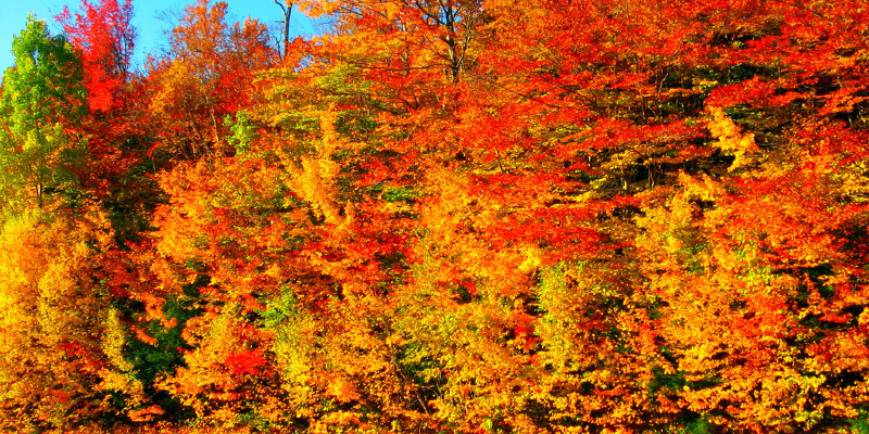 Great Design Plant: Wildlife-Loving Dwarf Fothergilla Blazes in Fall