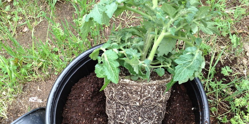 How to Boost Mexican Miniature Watermelon