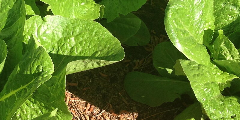 The way to Boost Peas in a Greenhouse