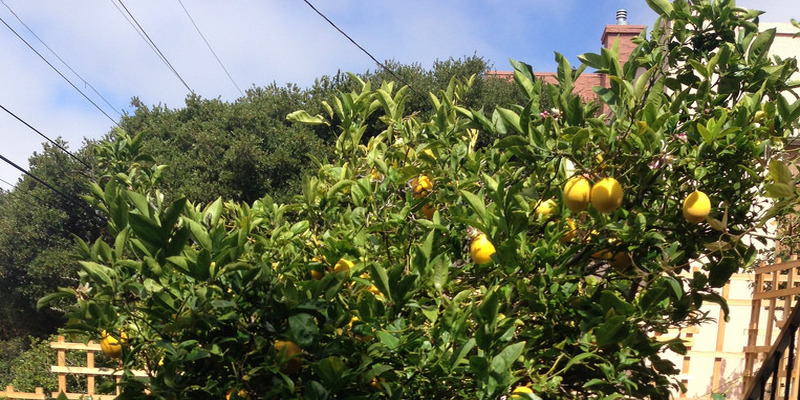 The best way to Use Mowed Grass for Mulching Trees