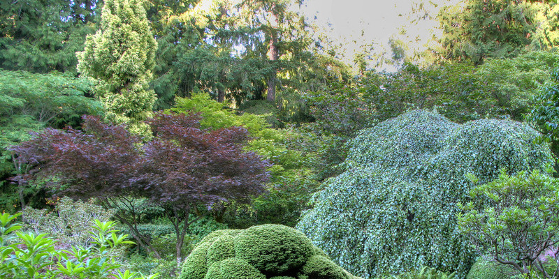 Shade Tolerant Compared To. Intolerant Conifer Trees