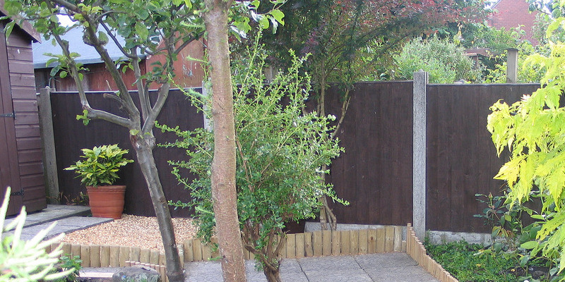 The best way to Prune Verbena Shrubs Which Are Too Tall